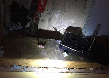 Gatineau Services d'extermination de parasites Pro-tech Extermination