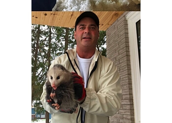 Barrie animal removal Proven Wildlife Removal