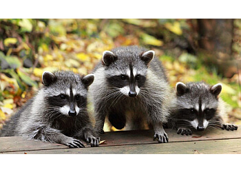 Barrie animal removal Proven Wildlife Removal Inc.