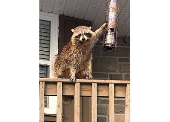 Barrie animal removal Proven Wildlife Removal Inc. image 1