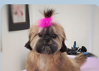 Pup Care by Dani - Ajax, ON Pet Grooming