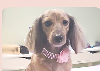 Pup Care by Dani - Ajax, ON Pet Grooming