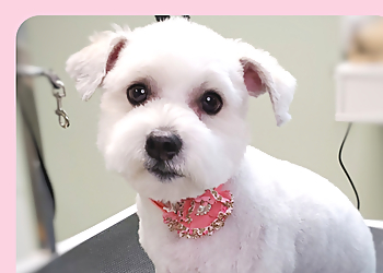 Pup Care by Dani Pup Care by Dani - Ajax, ON Pet Grooming