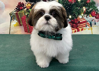 Windsor pet grooming Puppy Charm Dog Grooming