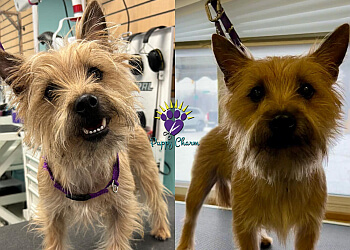 Windsor pet grooming Puppy Charm Dog Grooming
