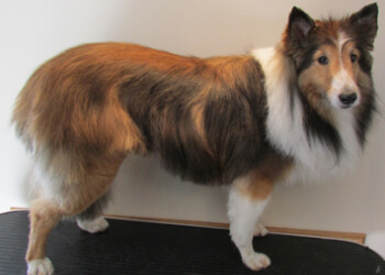 Lethbridge pet grooming Puppy Love Grooming Salon