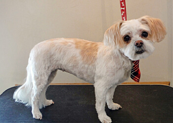 Lethbridge pet grooming Puppy Love Grooming Salon
