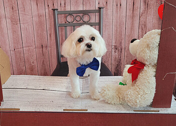 Vaughan pet grooming Puppy Love Spa & Salon Woodbridge