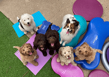 Waterloo dog trainer Puppy Power Dog Training