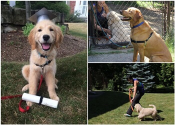 Waterloo dog trainer Puppy Power Dog Training