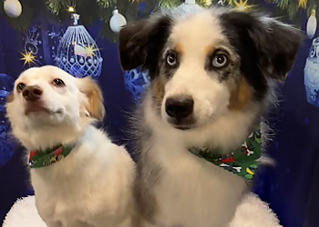 Ajax Salons de Toilettage Pour Animaux De Compagnie Puppy Style Grooming