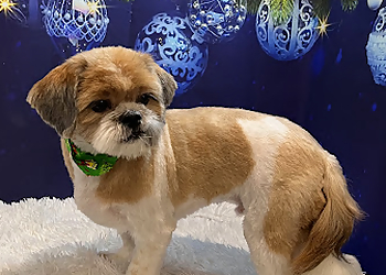 Ajax Salons de Toilettage Pour Animaux De Compagnie Puppy Style Grooming