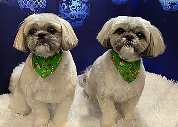 Ajax Salons de Toilettage Pour Animaux De Compagnie Puppy Style Grooming