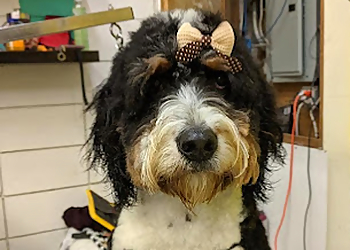Puptown Girls - Burnaby, BC Pet Grooming - Service Highlights