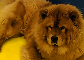 Puptown Girls Puptown Girls - Burnaby, BC Pet Grooming - Service Image