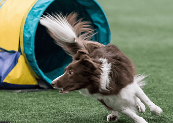 Chatham dog trainer Pure Dog Agility & Training