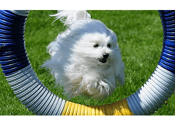 Chatham dog trainer Pure Dog Agility & Training