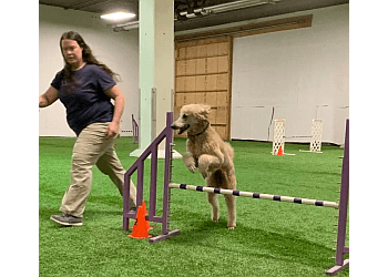 Pure Dog Agility & Training