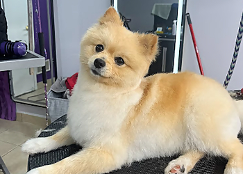 Caledon pet grooming Pure Paws Grooming