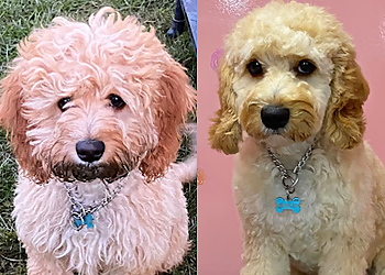 Caledon pet grooming Pure Paws Grooming