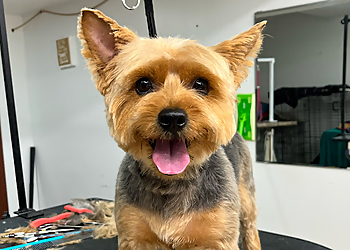 Caledon pet grooming Pure Paws Grooming