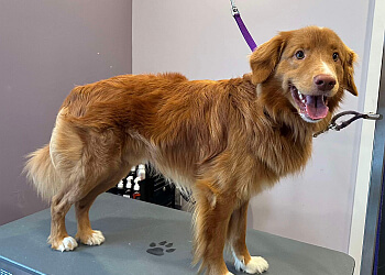 Ottawa pet grooming Purrdy Paws Pet Grooming Spa