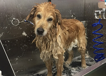 Ottawa pet grooming Purrdy Paws Pet Grooming Spa