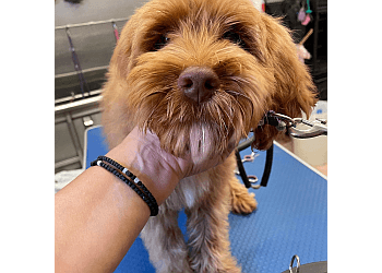 Markham pet grooming Q Dog Studio