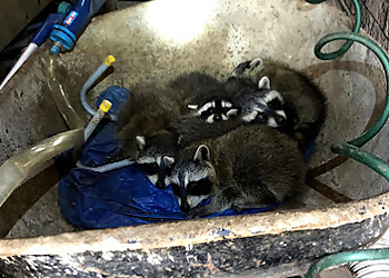 Quality Affordable Pest Control Quality Affordable Pest Control - Markham, ON Animal Removal - Service Image