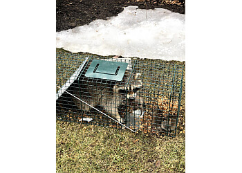 Vaughan animal removal Quality Affordable Pest Control