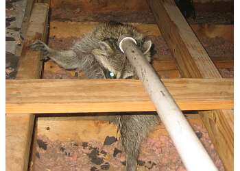 Vaughan animal removal Quality Affordable Pest Control image 1