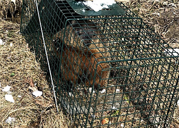 Newmarket Services d'extermination de parasites Quality Affordable Pest Control Newmarket