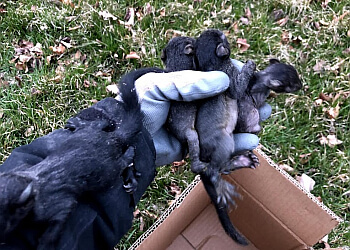 Pickering pest control Quality Affordable Pest Control Pickering