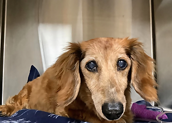 Quinte Regional Pet Hospital - Belleville, ON Cliniques Vétérinaires - Service Highlights