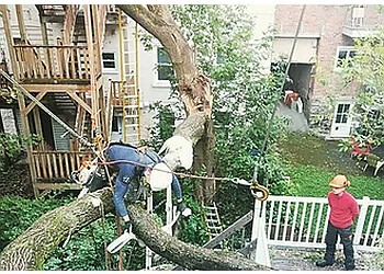 Quebec tree service Québec Arboricole