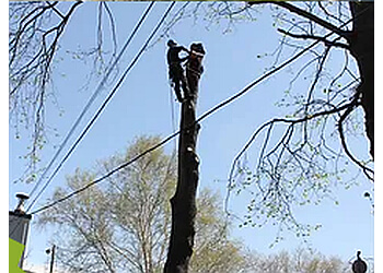 Quebec tree service Québec Arboricole
