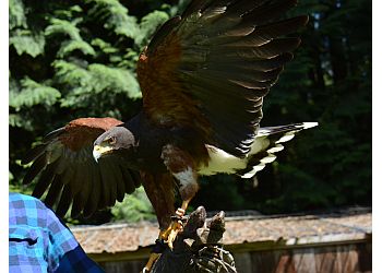 What we Offer - RAPTORS RIDGE BIRDS OF PREY INC