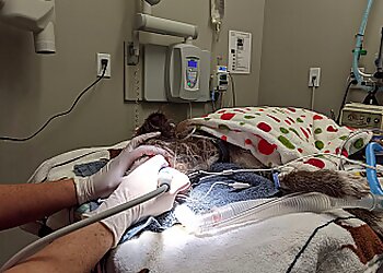 Port Coquitlam veterinary clinic Riverwood Veterinary Clinic