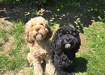 Fredericton dog trainer Radical Rover Dog Training and Pet Services