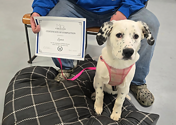 Fredericton dog trainer Radical Rover Dog Training and Pet Services