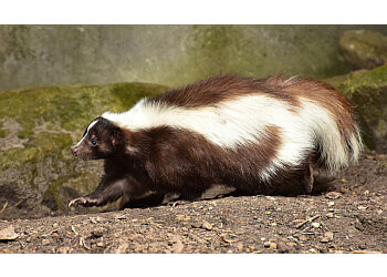 Hamilton animal removal Raider Wildlife Control