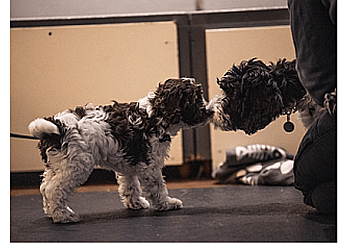 Vancouver Dresseurs De Chiens Raintown Dog Training