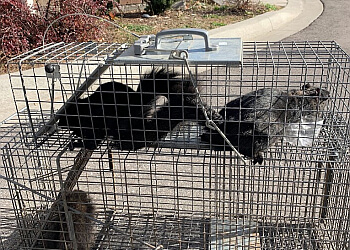 Ajax pest control Raja Pest Control Services