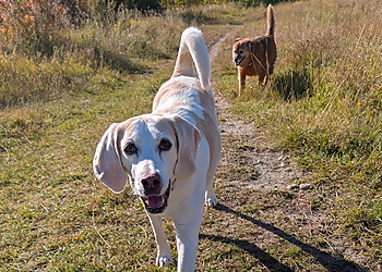 Ramble On Dog Walking & Pet Services - Calgary, AB Dog Walkers - Business Gallery Image