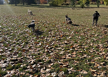 Ramble On Dog Walking & Pet Services - Calgary, AB Dog Walkers - Professional Highlights