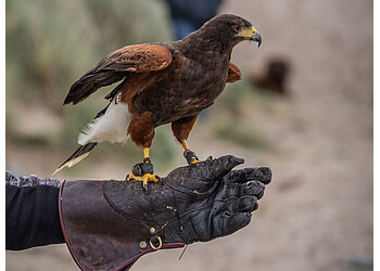 Maple Ridge places to see Raptors Ridge Birds of Prey Inc.