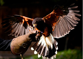 Maple Ridge places to see Raptors Ridge Birds of Prey Inc.