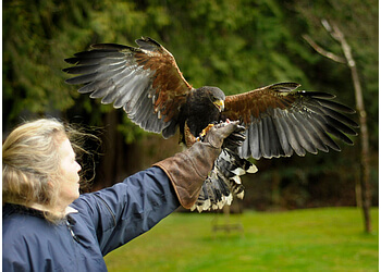 Maple Ridge places to see Raptors Ridge Birds of Prey Inc. image 1