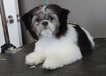 Welland pet grooming Raul's Ruff Cuts