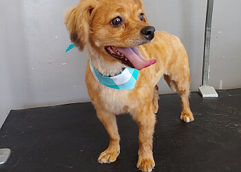 Welland pet grooming Raul's Ruff Cuts